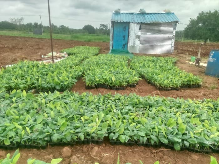 Cycle 1 farm photograph 1 of 25