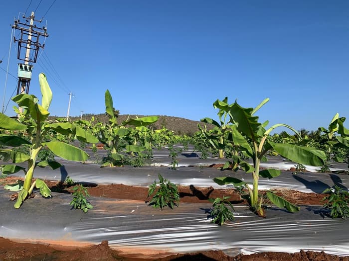 Cycle 1 farm photograph 2 of 25