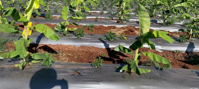 Young banana rows under mulch film on the Mysore-belt farm