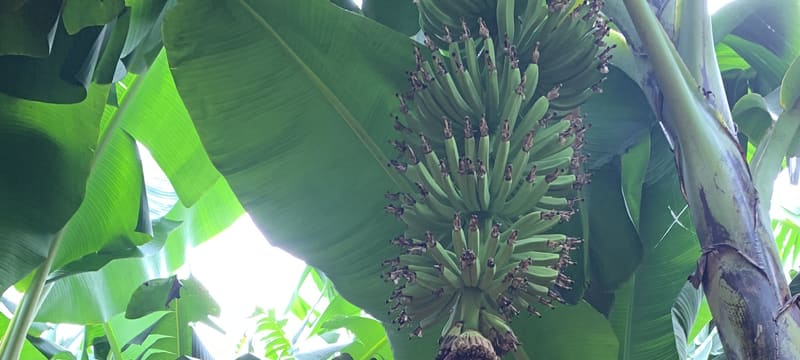 A worked lane between standardised rows of mature banana